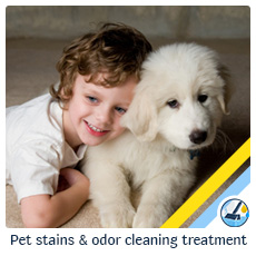 pet stain removal